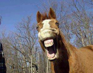 Funny horse