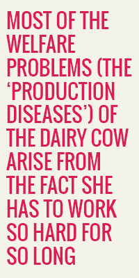 ... produce such a huge volume of milk that her health and wellbeing are