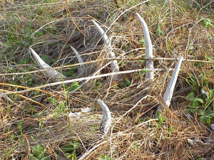 Drilled Antler Sheds From