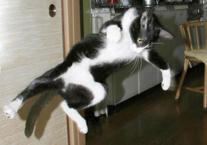 Funny Karate Cat Funny karate pics