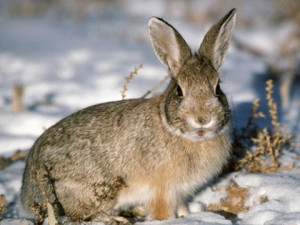 Rabbit-Rabbit! Happy February 1st.