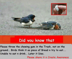 Please save innocent birds must read and share this please