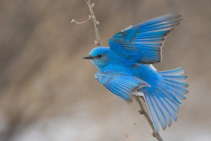 animals birds bluebird mountain bluebird