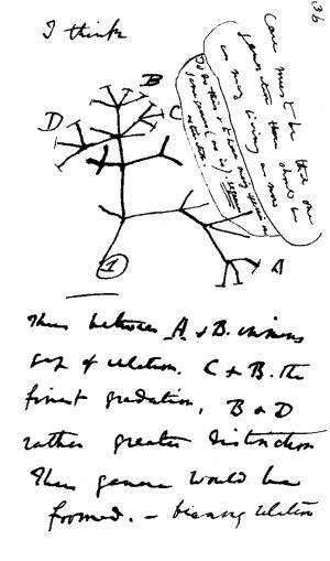 Description Darwin tree.png