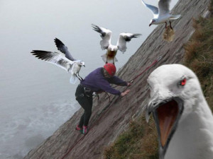 SeagullClimbing.jpg]After Dancing with Wolves: Climbing with Seagulls