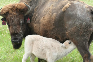 Miracle The Sacred White Buffalo Born August