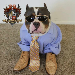 Beastro the American bully dog stays fresh. More about Beastro on our ...