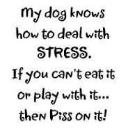 my-dog-know-how-to-deal-with-stress-if-you-can%27t-eat-it-play-with ...