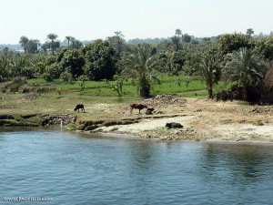 Egypt The Nile River