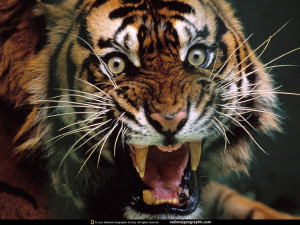 National Geographic – Angry Tiger