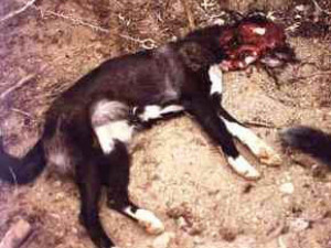 The sad thing is, these viscous animals are absolute killing machines ...