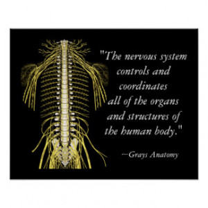 Chiropractic Sayings & Quotes Nerves Poster