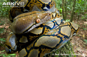 Reticulated Python - Python reticulatus