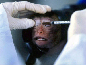animal testing blogs 300x225 Zero Dark 24: Is animal testing really ...
