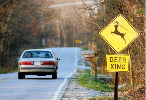 ... when it comes to deer and insurance—don’t swerve, hit Bambi