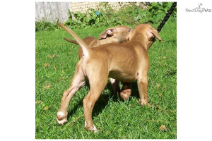 adba registered show quality red nose maledog american pit bull ...