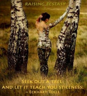 Seek out a tree and let it teach you stillness.