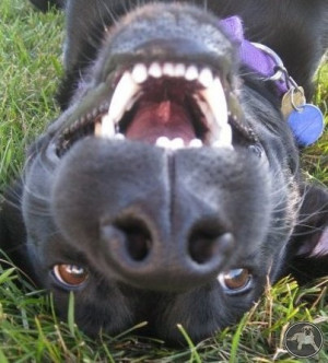 funny black lab laughing! www.ItsALABthing.com