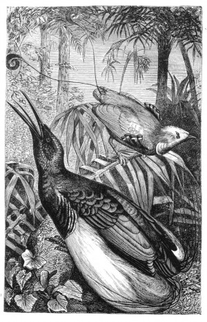 Birds of Paradise - Alfred Russel Wallace