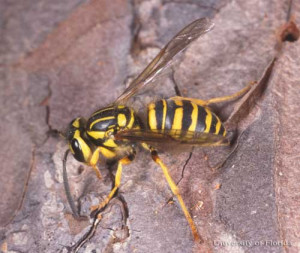 Bees Wasps Yellow Jackets