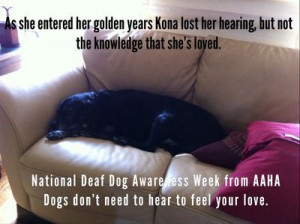 Dogs don't need to hear to feel your love. #deafdogs #myths