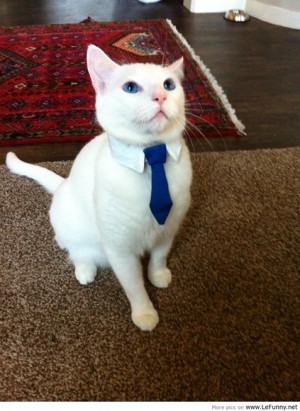 business-cat-is-ready-for-his-first-day-at-work-lefunny-net.jpg