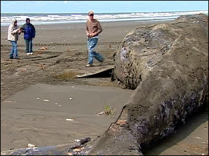 Japan Tokai Quake Predicted for late 2016 early 2017