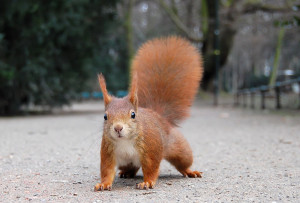 Red Squirrel Week 2nd to 9th October 2012.