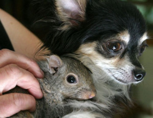Thread: Unlikely Animal Friendships