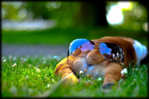 Dog Relaxing With Shades On Bum