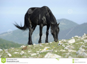 Black Stallion Vector