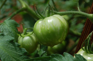 Green Zebra tomato from Suddenly I Seed blog