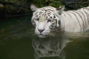 1148171. Melanistic or white Bengal Tiger (Panthera tigris tigris ...