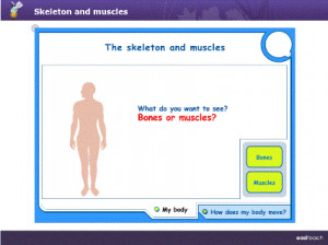 Human+body+bones+and+muscles