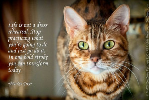... inspirational advice borrowed from my feline friends on just how to do