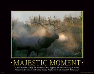 Majestic Moment Elk Hunting Motivational Poster Elk Antlers Sheds ...