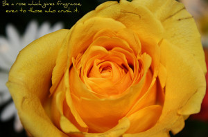 Yellow rose quote