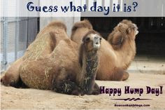 Happy Hump Day! #camel #WordlessWednesday #HappyHumpDay #HenryVilasZoo ...