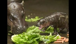 Mother Pygmy Hippopotamus teaching her baby the basics of hungry ...
