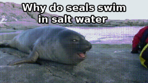 Bad Joke Seal