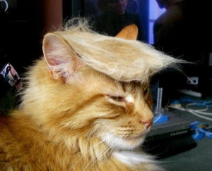 Donald Trump kitty