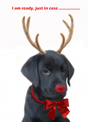 christmas dog replacing Rudolph