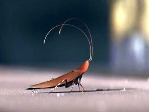 wall e cockroach