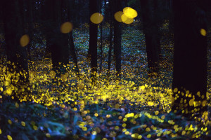 fireflies photos of fireflies by tsuneaki hiramatsu on hot hazy summer ...