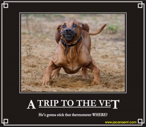 Trip to the vet, Demotivation, Demotivational, Demotivational Posters ...