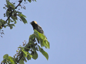 Bobolink Wallpapers Pictures