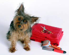 ... daily grooming and professional grooming service a few times a year