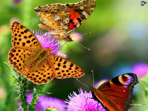Wallpapers / Nature / Butterfly