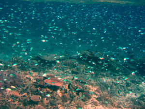 Great Barrier Reef Fish