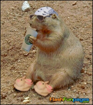 Tags: funny animals , funny groundhogs , Groundhog Day